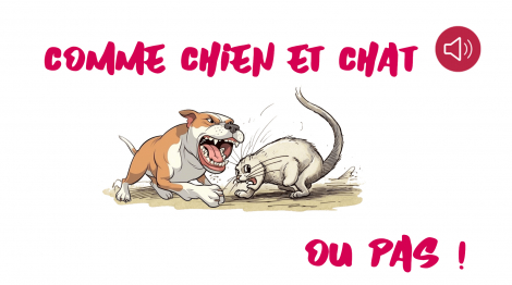 Comme chien et chat... ou pas...